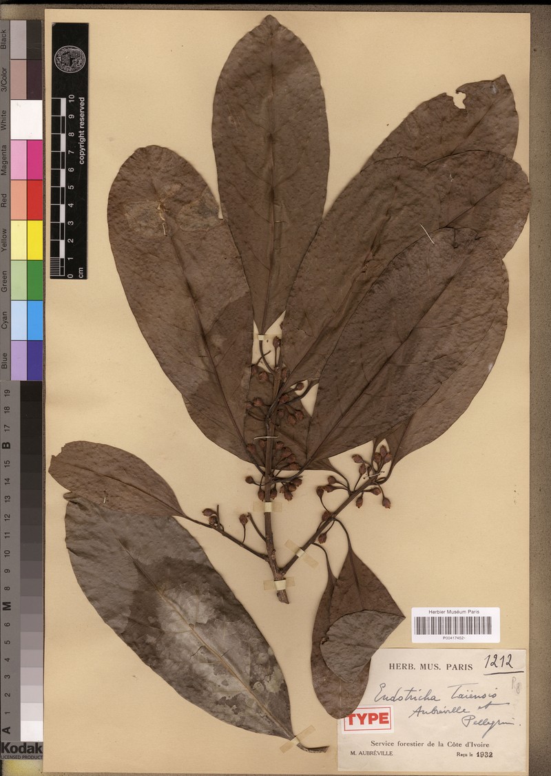 Aubregrinia taiensis