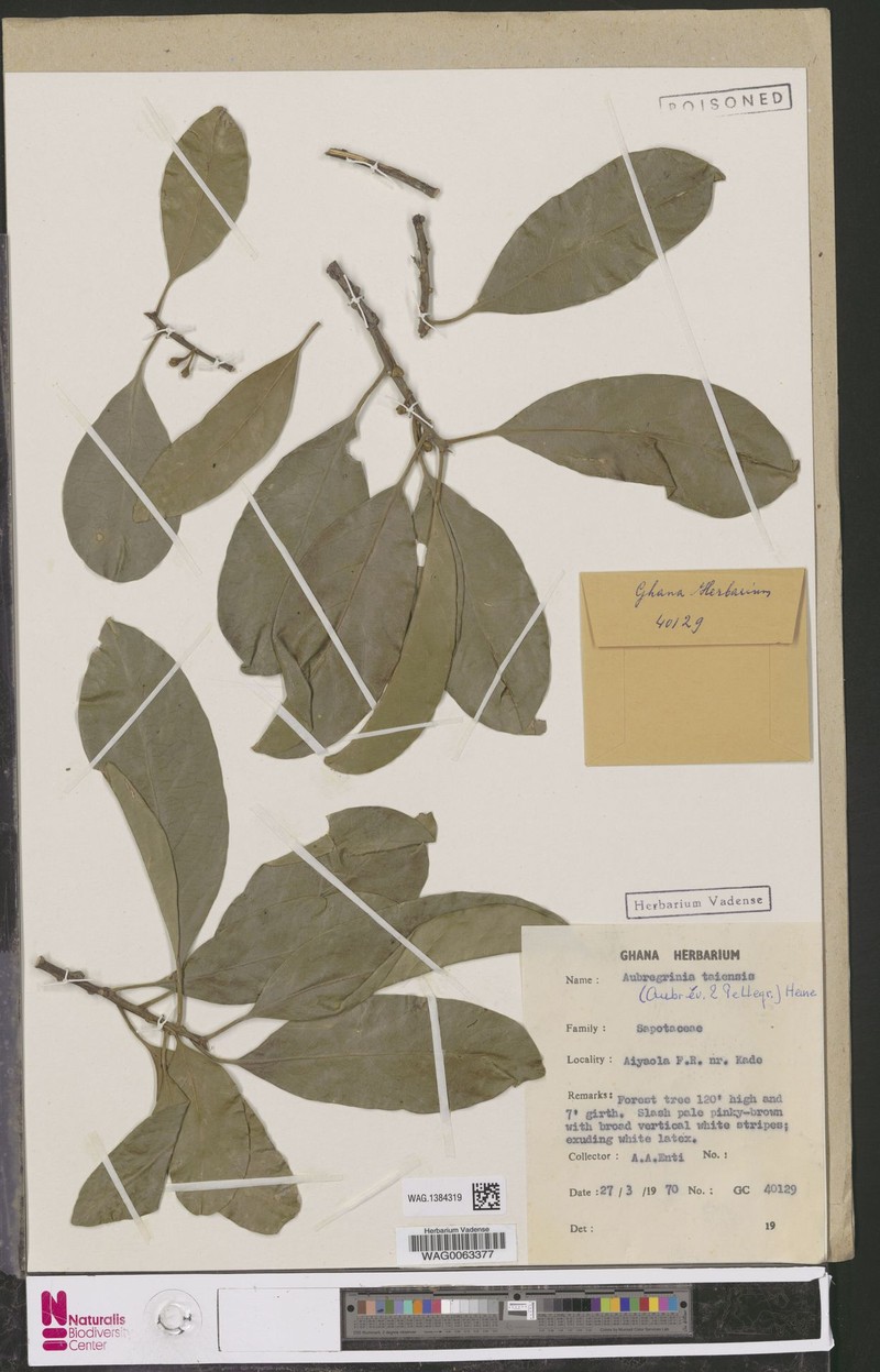 Aubregrinia taiensis photo 2