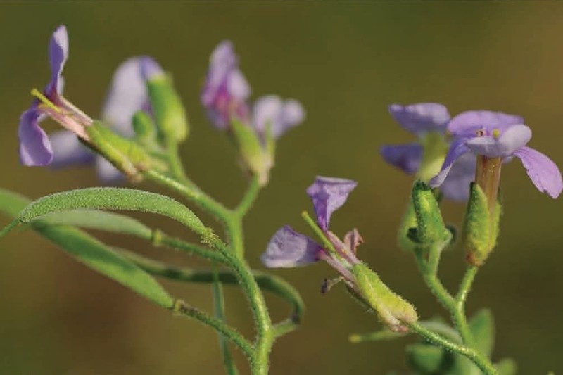 Aubrieta alshehbazii