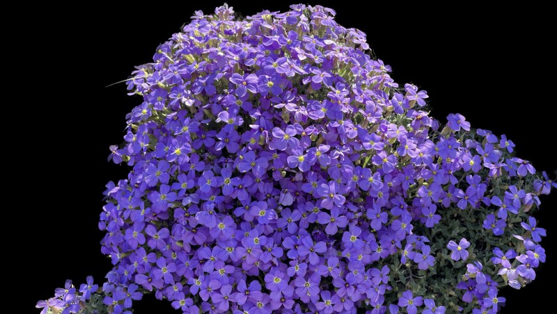 Aubrieta amasya