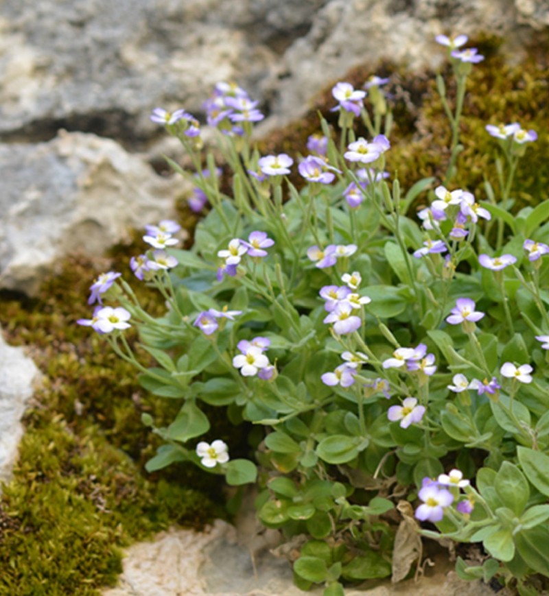 Aubrieta birolmutlui