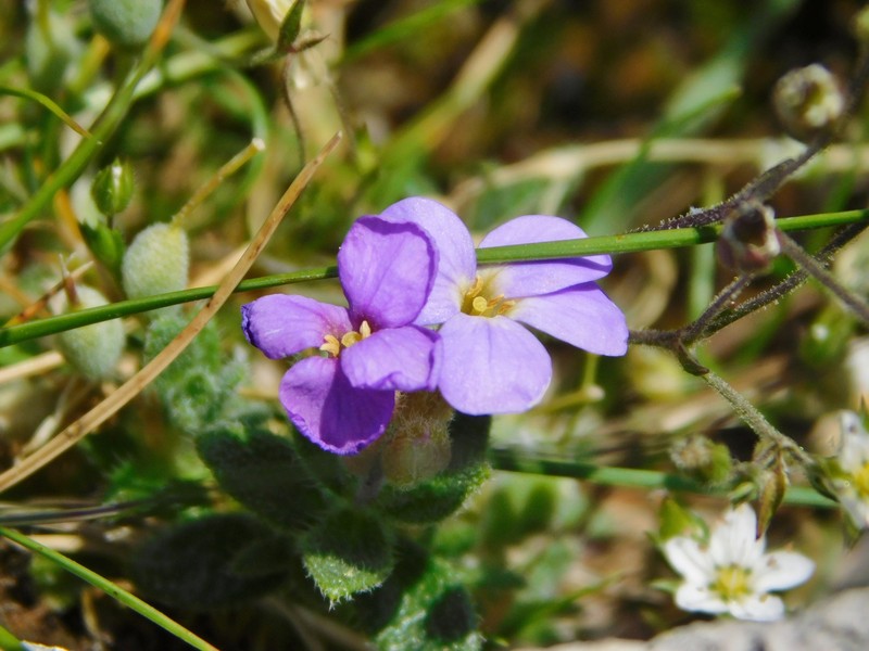 Aubrieta columnae subsp. columnae