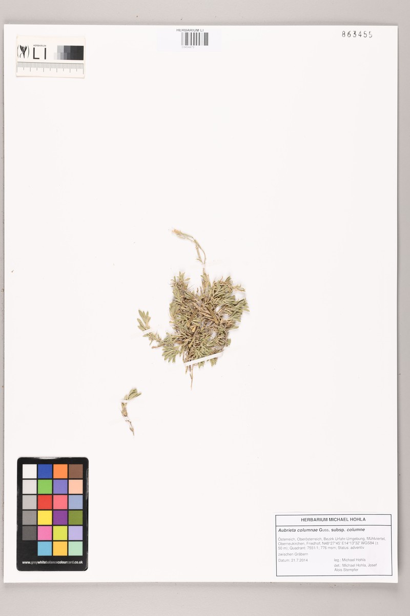 Aubrieta columnae subsp. columnae photo 3