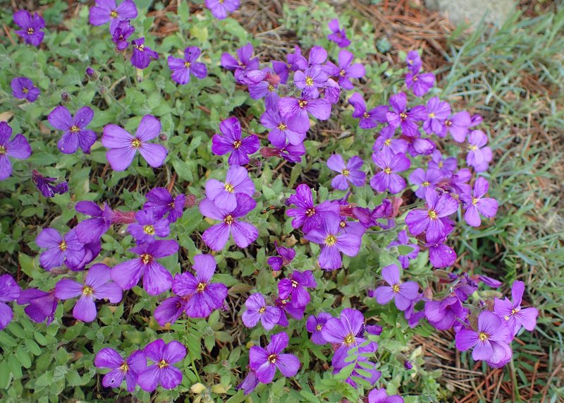 Lilacbush photo 5