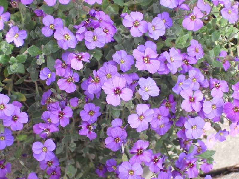 Lilacbush photo 3