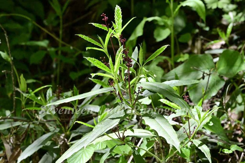 Aucuba albopunctifolia