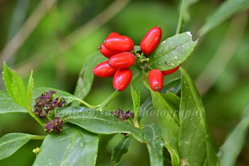 Aucuba albopunctifolia photo 2