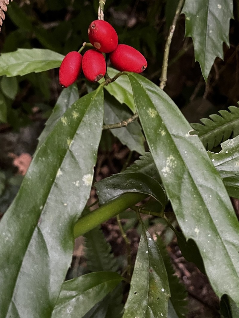 Aucuba chinensis