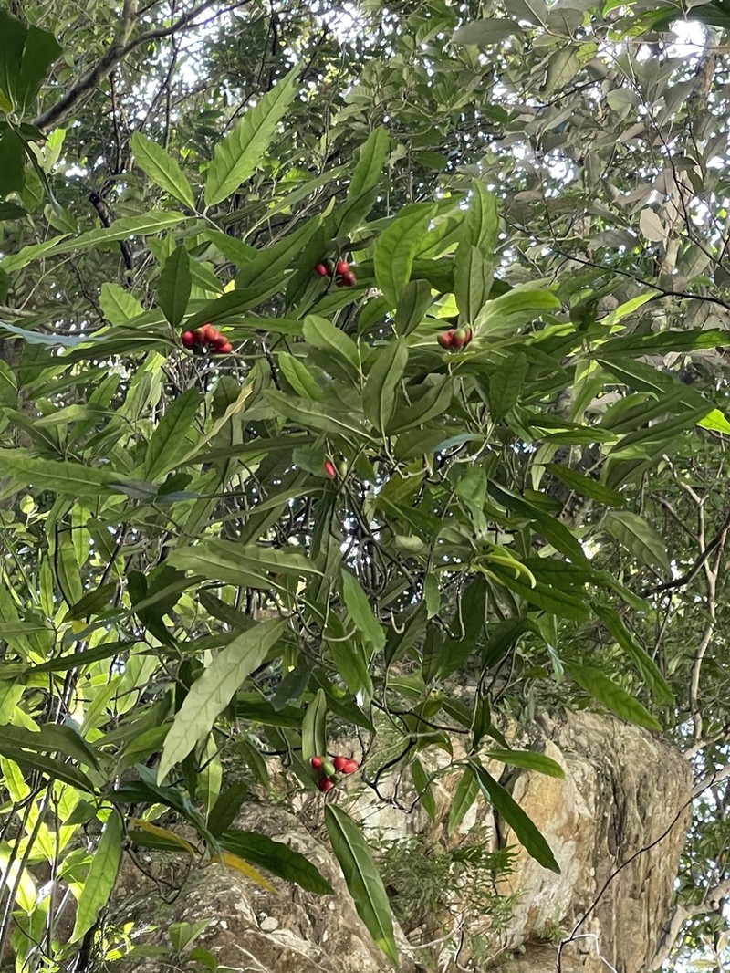 Aucuba chinensis photo 2