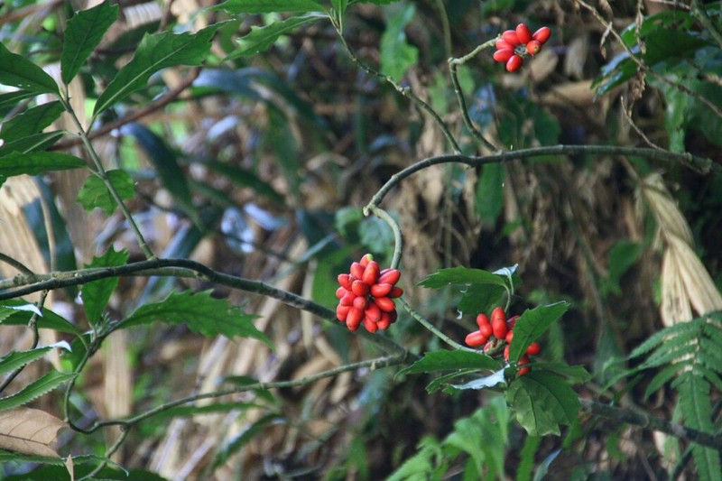 Aucuba chinensis photo 3