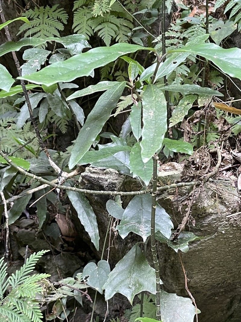 Aucuba chinensis photo 4
