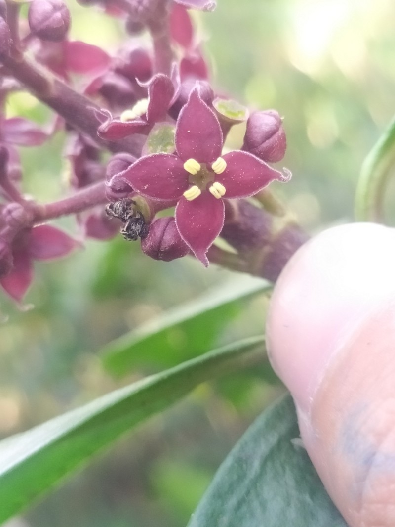 Aucuba chinensis photo 5