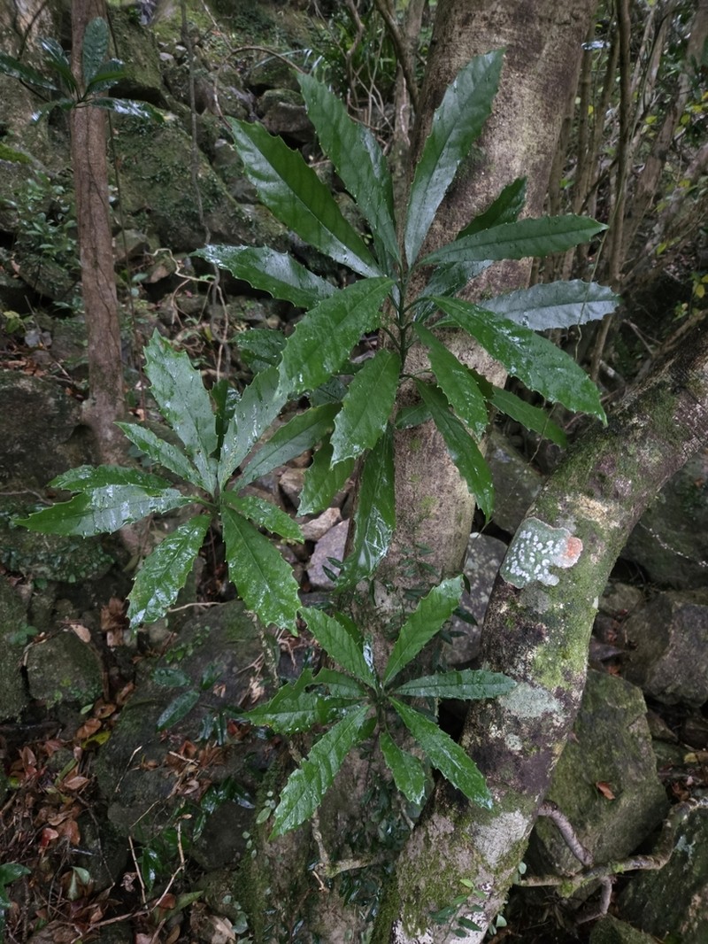 Aucuba chinensis photo 6