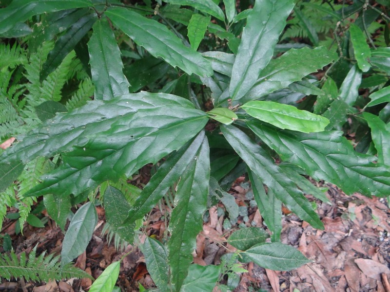 Aucuba chinensis photo 7