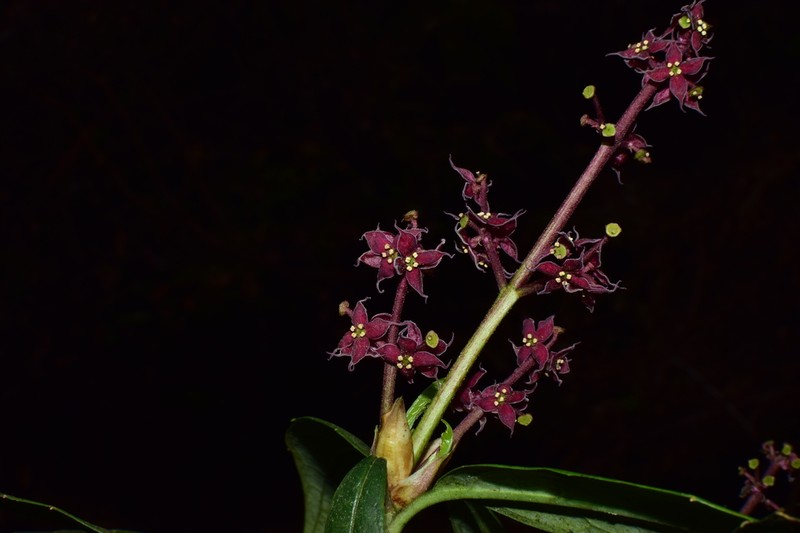Aucuba chinensis photo 8