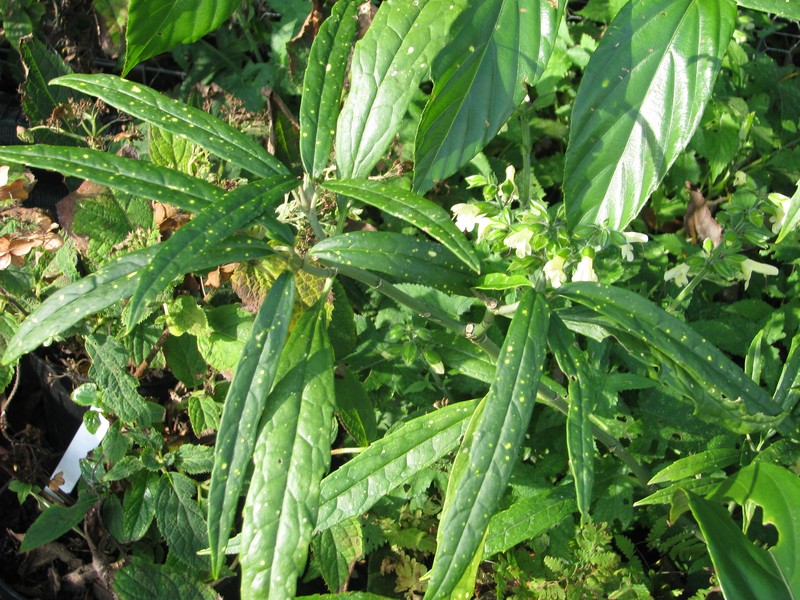Aucuba chinensis var. angusta