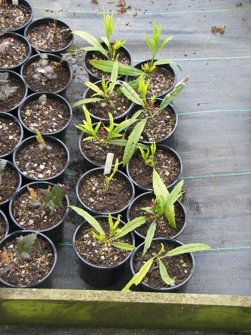 Aucuba chinensis var. angusta photo 2
