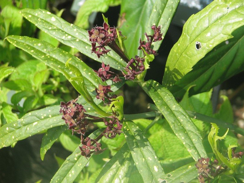 Aucuba chinensis var. angusta photo 3