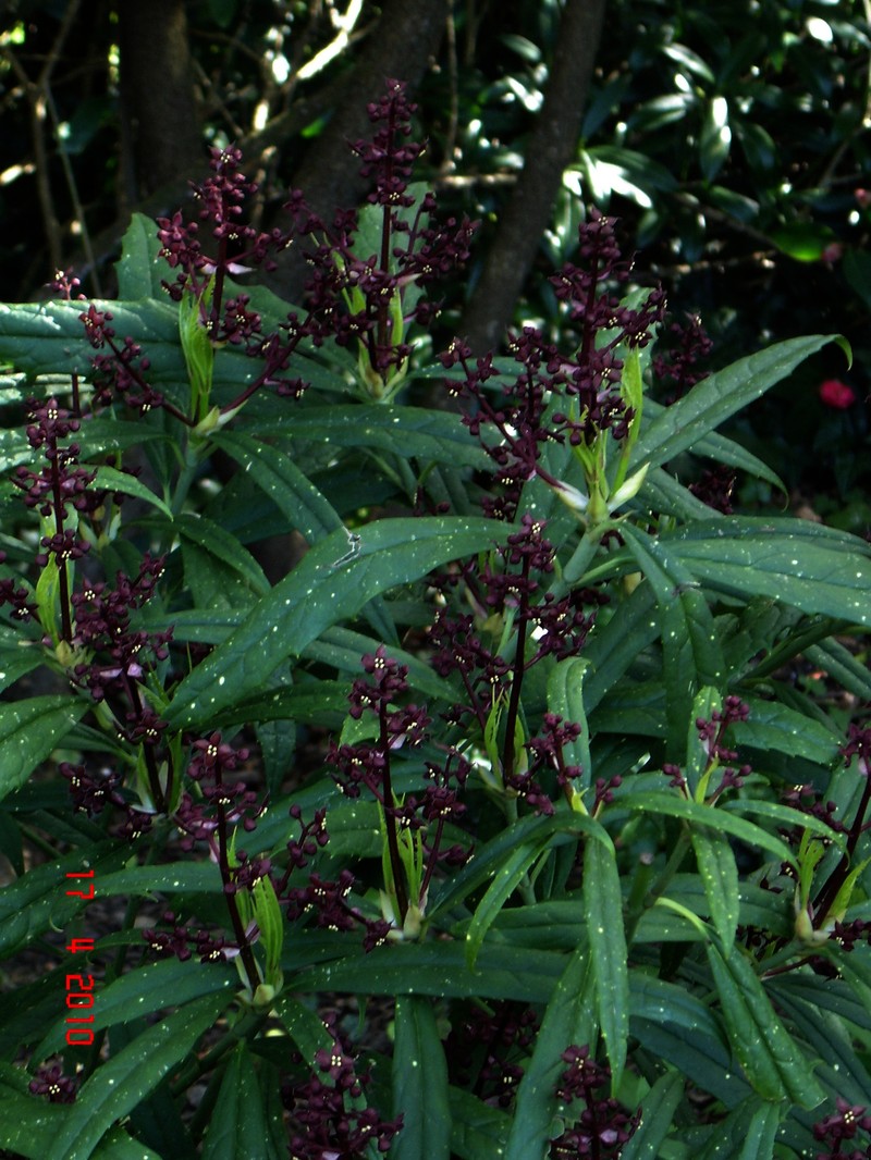 Aucuba chinensis var. angusta photo 4
