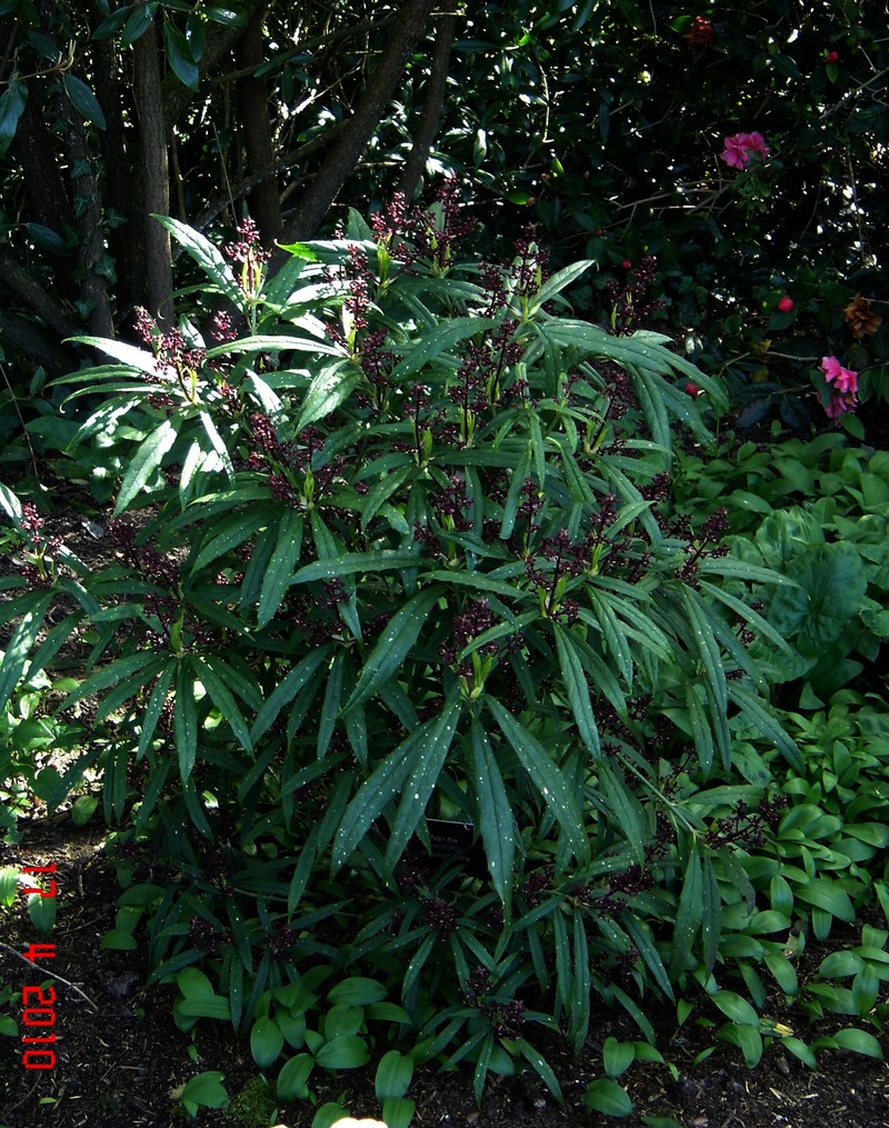 Aucuba chinensis var. angusta photo 5