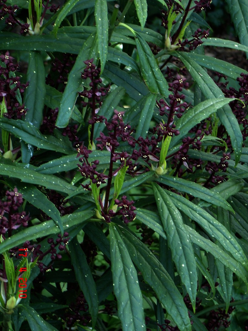 Aucuba chinensis var. angusta photo 6