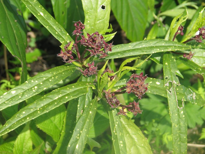 Aucuba chinensis var. angusta photo 7