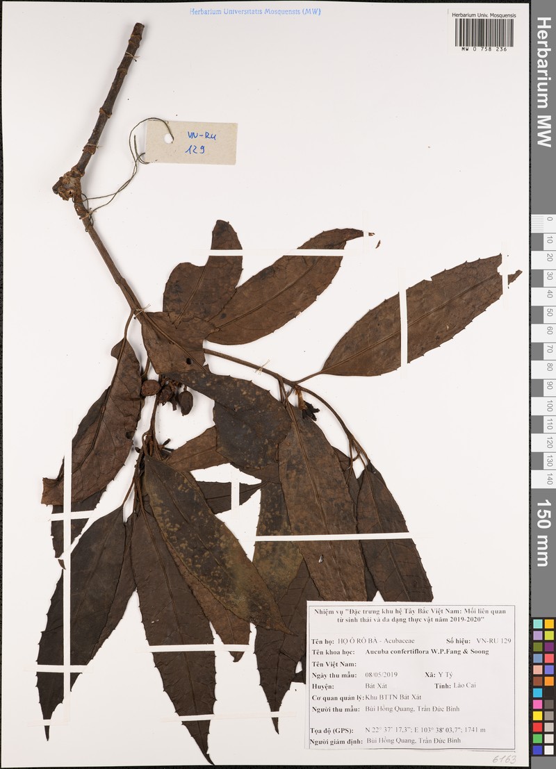 Aucuba confertiflora