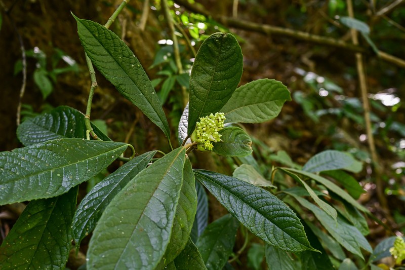 Aucuba eriobotryifolia