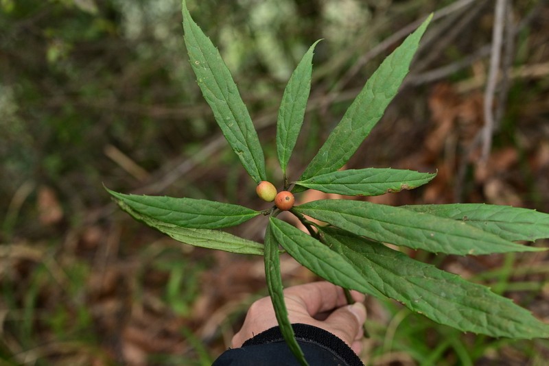 Aucuba himalaica