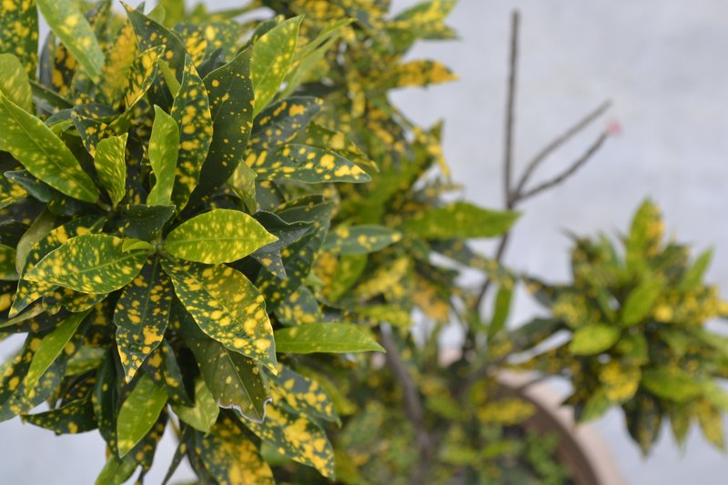 Japanese Laurel photo 3
