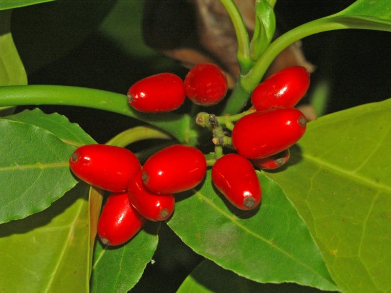 Japanese Laurel photo 5