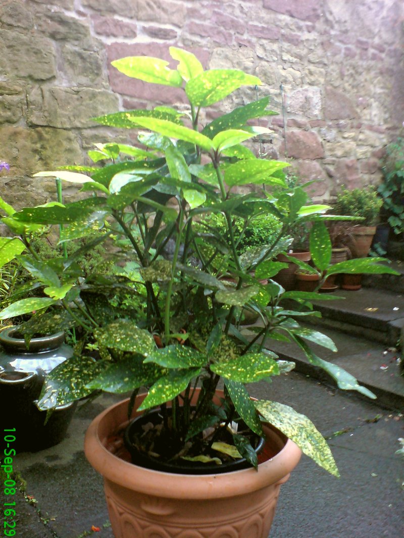 Japanese Laurel photo 6