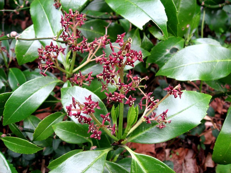 Japanese Laurel photo 7