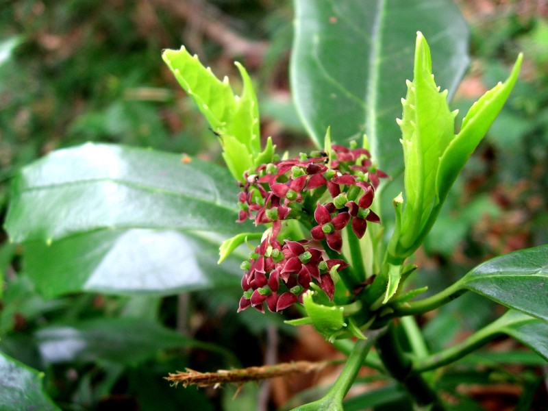 Japanese Laurel photo 8
