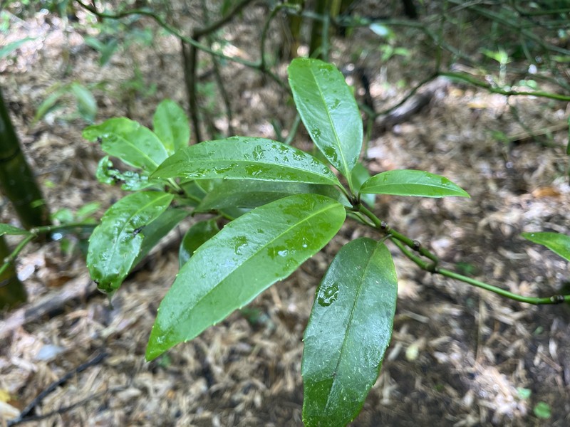 Aucuba japonica var. borealis photo 2
