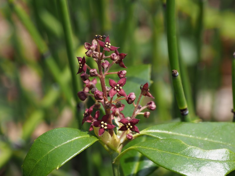 Aucuba japonica var. borealis photo 3