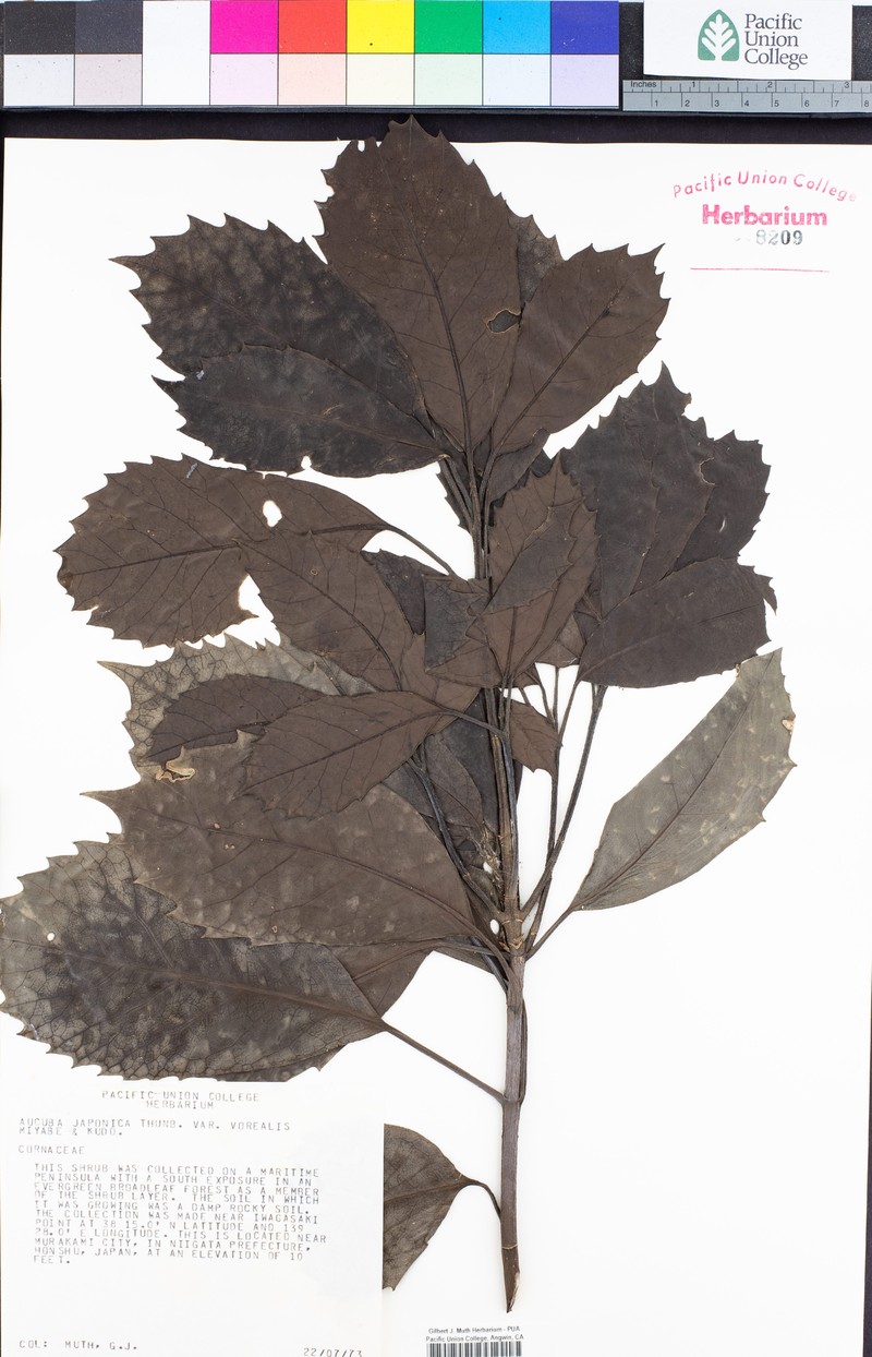Aucuba japonica var. borealis photo 4