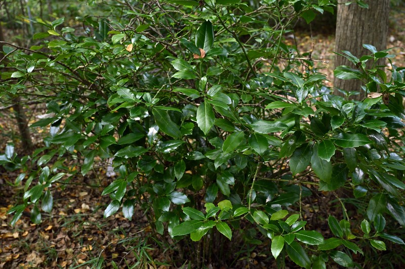Aucuba japonica var. borealis