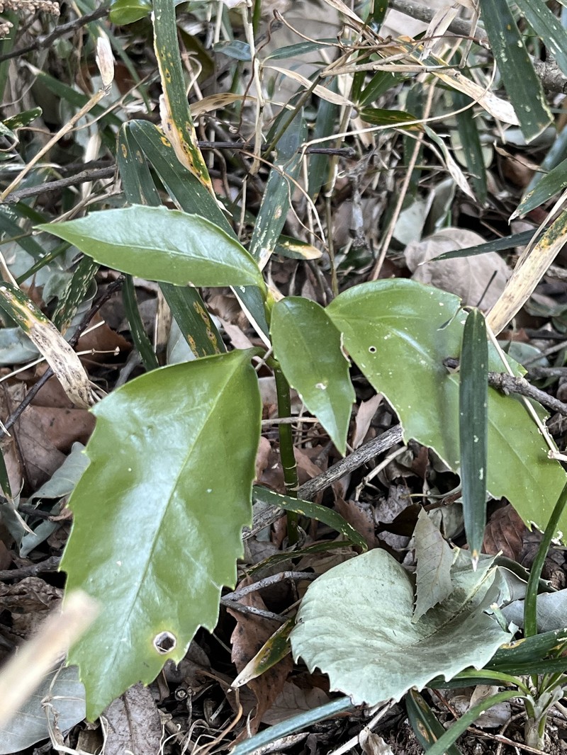 Aucuba japonica var. japonica