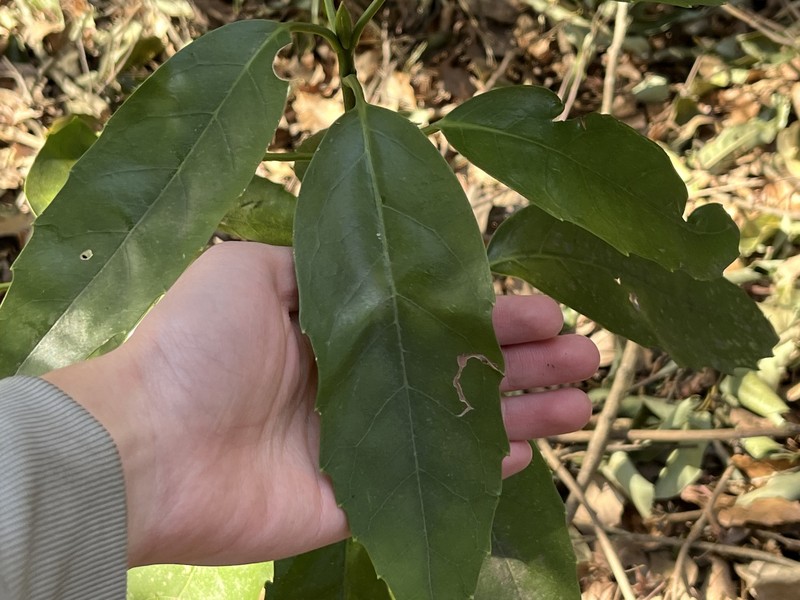 Aucuba japonica var. japonica photo 2
