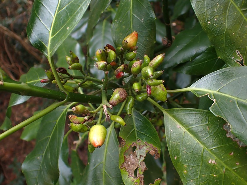 Aucuba japonica var. japonica photo 3