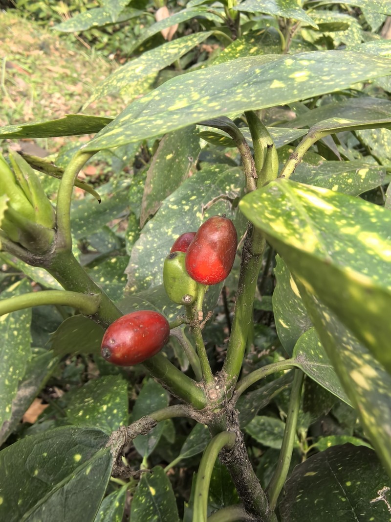 Aucuba japonica var. japonica photo 4