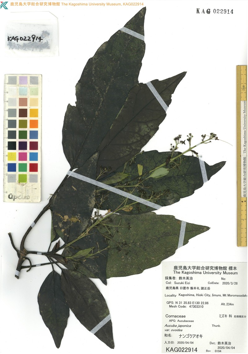 Aucuba japonica var. ovoidea