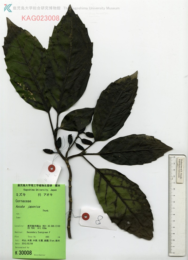 Aucuba japonica var. ovoidea photo 2