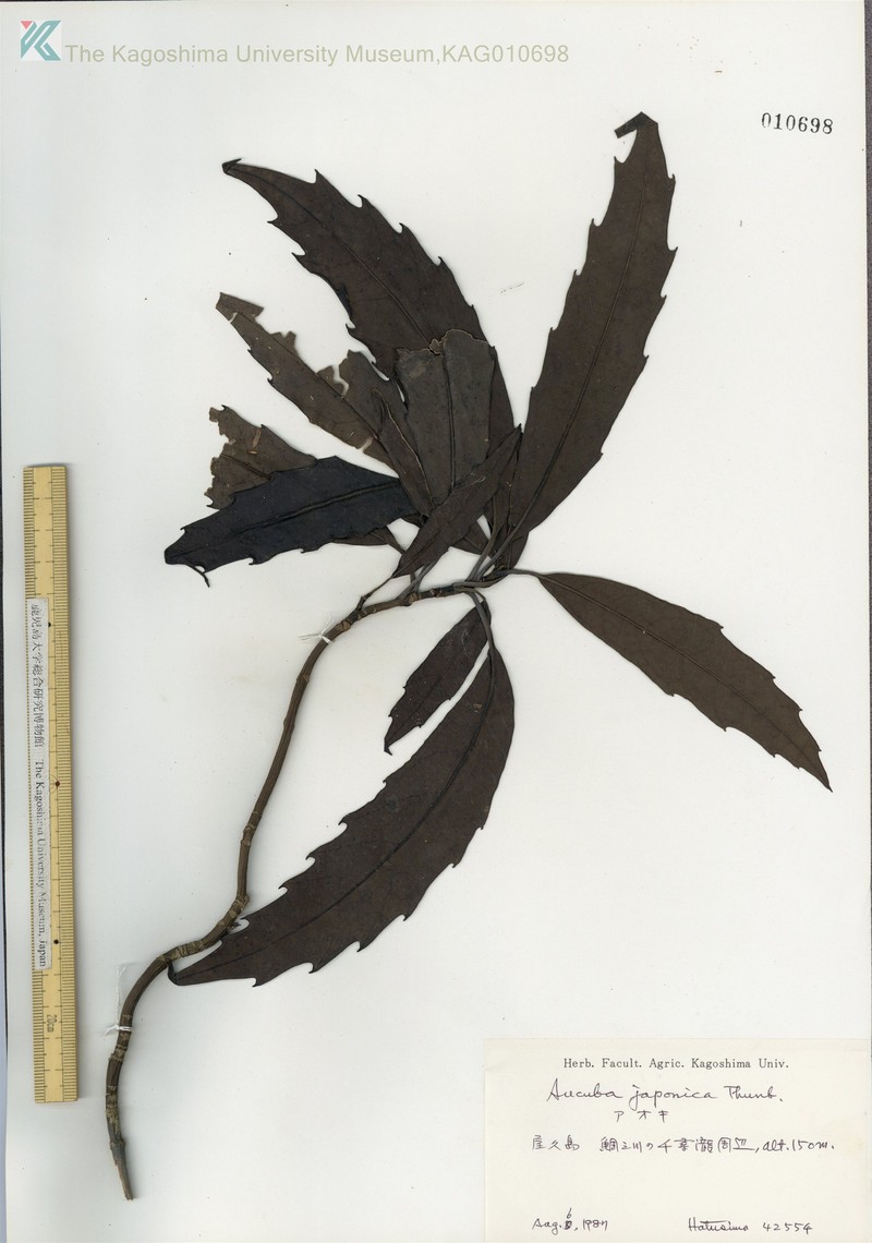 Aucuba japonica var. ovoidea photo 3