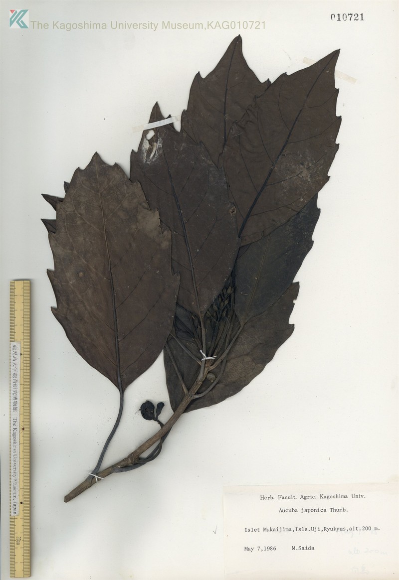 Aucuba japonica var. ovoidea photo 4