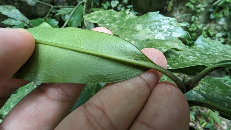Aucuba obcordata
