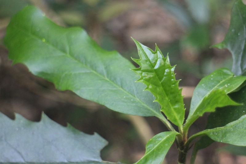 Aucuba obcordata photo 2