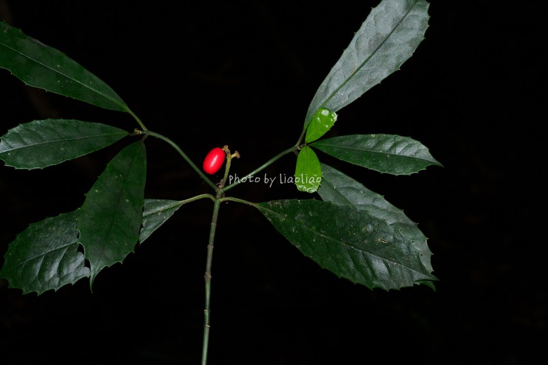 Aucuba obcordata photo 3