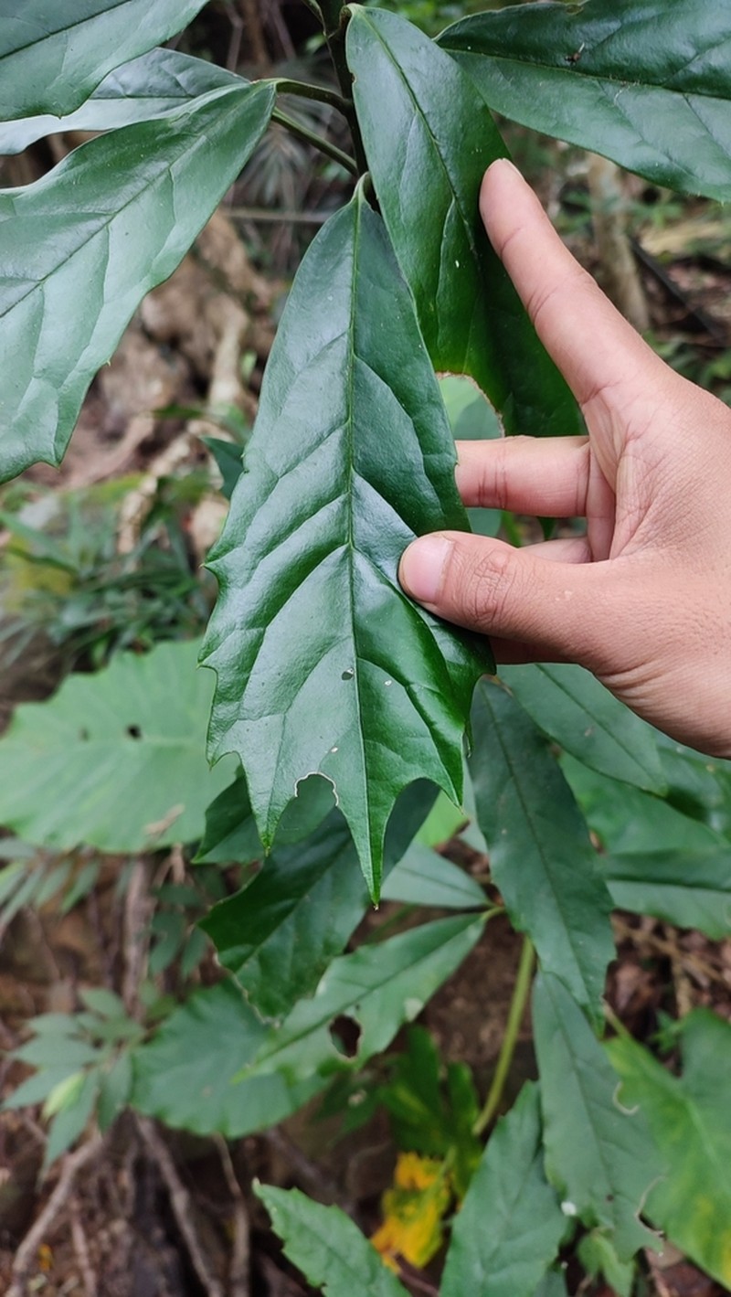 Aucuba obcordata photo 4